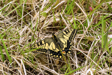 Butterfly Papilio machaon on the grass