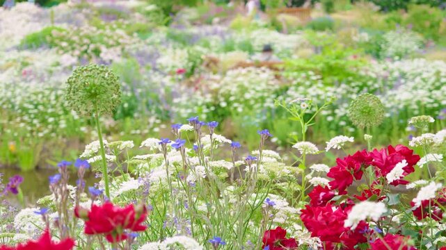 様々な草や花が咲き乱れる庭園（神奈川県綾瀬市 光綾公園「あやせローズガーデン」）　
Gardens filled with a variety of grasses and flowers
(Ayase Rose Garden, Kouya Park, Ayase City, Kanagawa Prefecture)