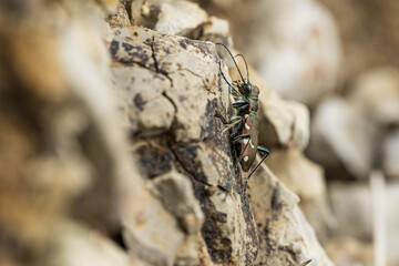 Black Spotted Jumping-Beetle