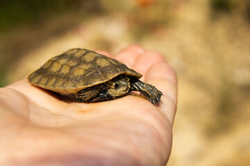 A tiny turtle with a patterned shell rests in the palm of a hand