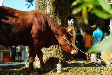 A brown bull tied to a tree before being slaughtered on Eid al-Adha