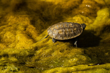 Obraz premium A small turtle with a textured shell crawls across a vibrant green and yellow surface, likely covered in algae or moss