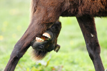 Horse of the Asturcon breed. Asturias, Spain