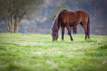Horse of the Asturcon breed. Asturias, Spain