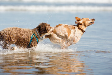 Dogs playing on the beach