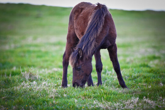 Horse of the Asturcon breed. Asturias, Spain
