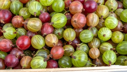 Ripe gooseberries in vibrant shades of green and red, piled high in a wooden market box, showcasing their fresh, juicy appeal
