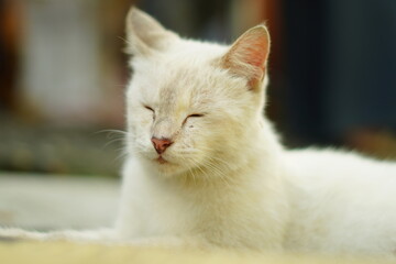A white cat sitting with its eyes closed