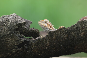 lizard, dragon, bearded dragon, photo of a bearded dragon lizard perched on a leaf