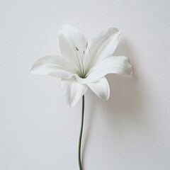 Fototapeta premium A solitary white lily flower on a plain background