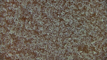 texture of sponge