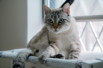 窓の近くで休む猫