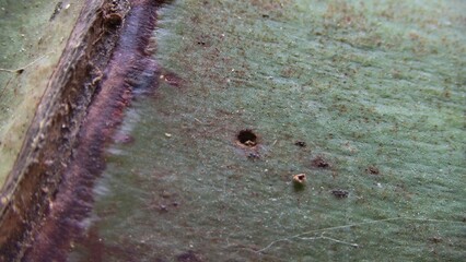 texture of banana bunch