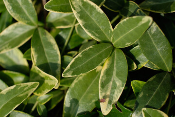 Periwinkle Atropurpurea variegate garden plant