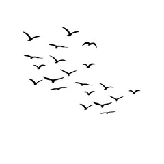 flock of birds