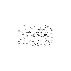 a flock of birds flying in the sky