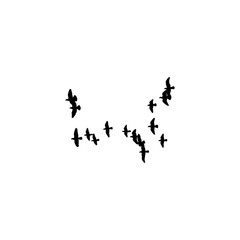 Obraz premium birds in flight
