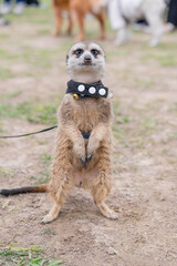 A curious meerkat is captured standing upright on a lush green lawn, showcasing its alert and watchful nature. With its slender body, light brown fur, and dark eye markings