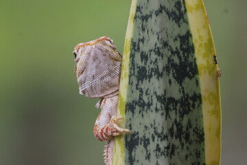 lizard, dragon, bearded dragon, photo of a bearded dragon lizard perched on a leaf