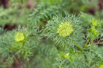 Developing carrot umbels (Daucus carota subsp. sativus). Copyspace.