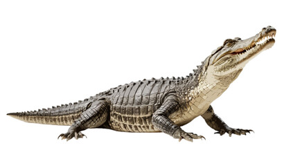 Naklejka premium Crocodile isolated on transparent background 