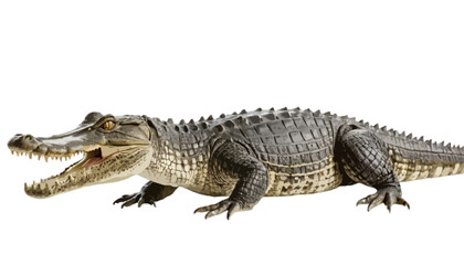 Obraz premium Crocodile isolated on transparent background 