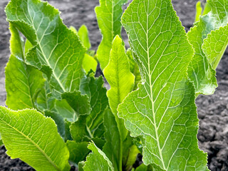 Fototapeta premium Close-up of Fresh Green Horseradish Leaves in a Garden