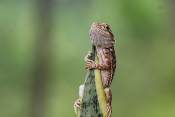 lizard, dragon, bearded dragon, photo of a bearded dragon lizard perched on a leaf