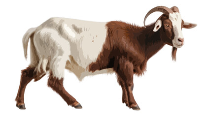 Fototapeta premium Boer Goat isolated on transparent background 