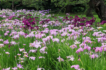 都心散歩　ハナショウブ満開の浜離宮
