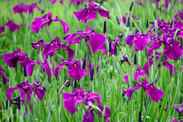 都心散歩　ハナショウブ満開の浜離宮