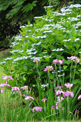 都心散歩　ハナショウブ満開の浜離宮