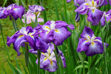 都心散歩　ハナショウブ満開の浜離宮