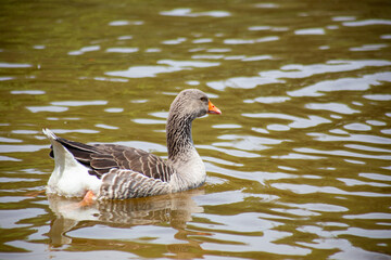 A graylag goose glides effortlessly across the rippled surface of the pond.