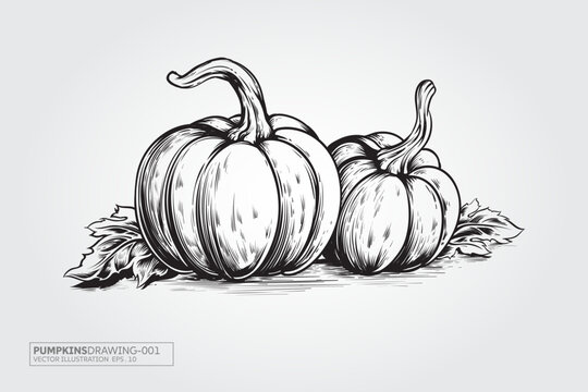Pumpkins Drawing Vector illustration of isolated on white background with separated layers. Organic vegetables and fruits cartoon concept.