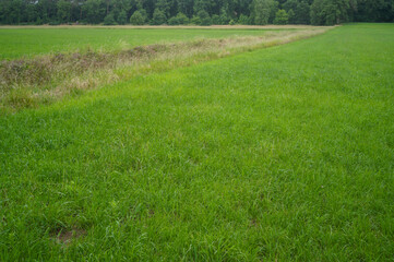 Naklejka premium Green grass field separating dry grass and forest in background