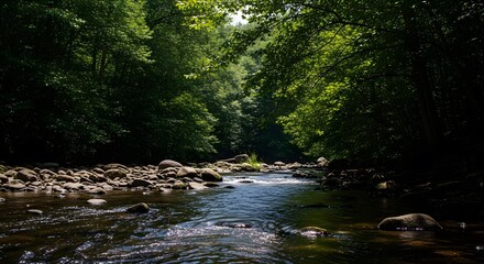 Fototapeta premium River Flowing Through a Forest