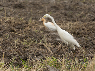 great white heron