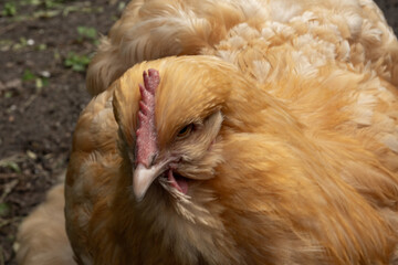 Buff silkie chicken looking down with open beak in coop