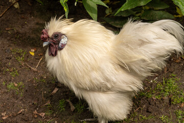 White silkie chicken standing on dirt ground in farm