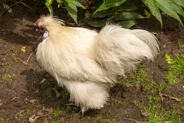 Silkie chicken walking in the garden on a sunny day