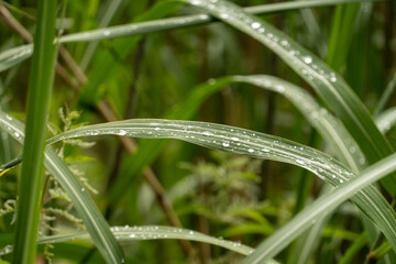 Fresh green grass blades holding dew drops in lush meadow