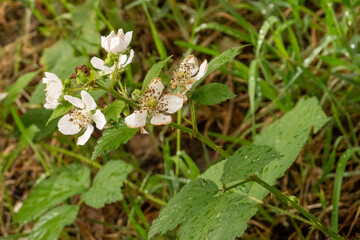 Blackberry bush blooming with delicate white flowers in nature