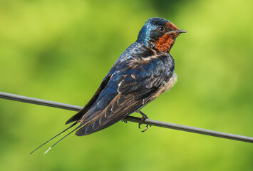 Swallows resting on power lines 