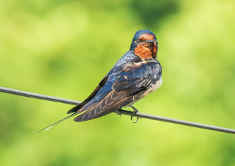 Swallows resting on power lines 
