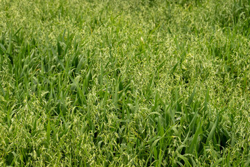Field of young, green oat growing in the wind