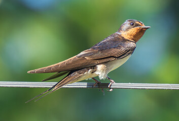 Swallows resting on power lines 
