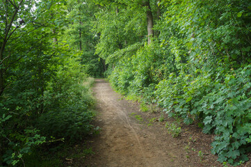 Hiking trail through lush green forest in summer