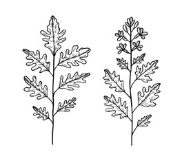 Arugula leaf plants vector on isolated background, Eruca vesicaria . Botanical engraved illustration of spicy salad herb, pesto leafy ingredient. Design for food logo, sign, card, label, print, menu