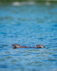 Smooth coated otter or Lutrogale perspicillata family sibling with eye contact playful in blue water of ramganga river at dhikala jim corbett national park forest tiger reserve uttarakhand india